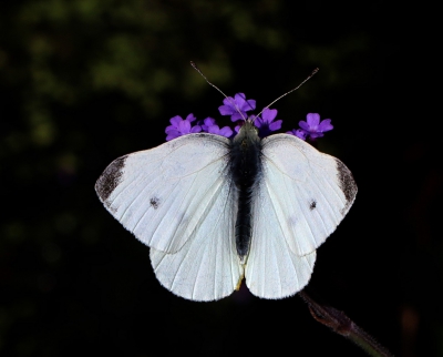 A Large White
